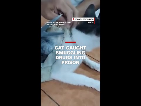 Cat caught smuggling drugs into prison