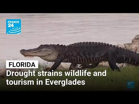 Severe drought strains wildlife and tourism in Florida’s Everglades • FRANCE 24 English