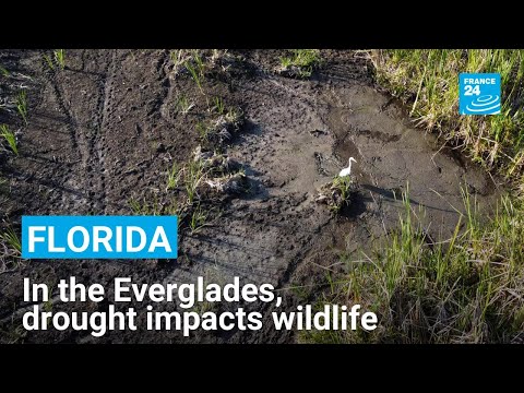 In Florida’s Everglades, severe drought impacts wildlife and tourism • FRANCE 24 English