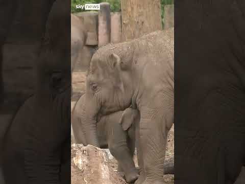 Zoo animal welfare changes