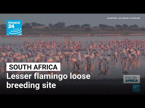 Eye on Africa: In South Africa lesser flamingo loose breeding site • FRANCE 24 English