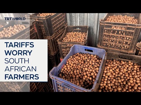 US tariffs threaten South Africa’s macadamia exports