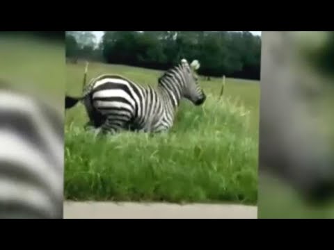 Police trying to capture escaped zebra in Tennessee