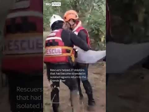 Pink river dolphins rescued in Bolivia