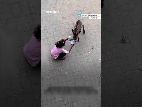 Young Palestinian child in Gaza cares for a newborn donkey