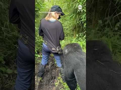 Gorilla grabs tourist’s shirt in Rwanda