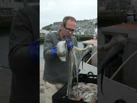 Why is the UK seeing an octopus boom?