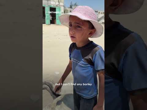 Young Palestinian child struggles to help his starving donkey