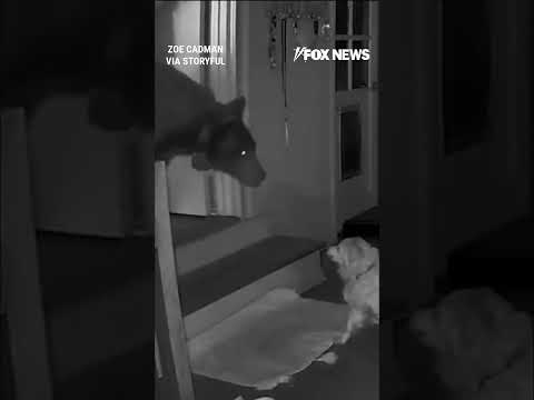 Massive bear confronted by family dog after wandering into home #shorts #foxnews #viral #news #us