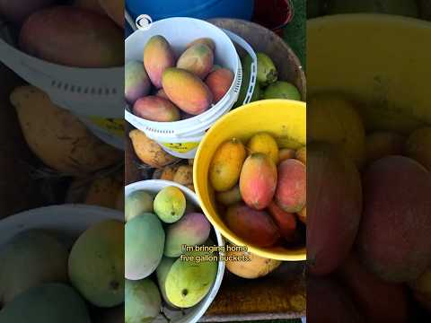 It’s “mango madness” in South Florida #shorts