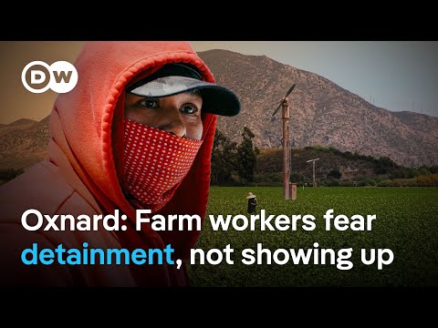 How ICE raids send shockwaves through local communities | DW News