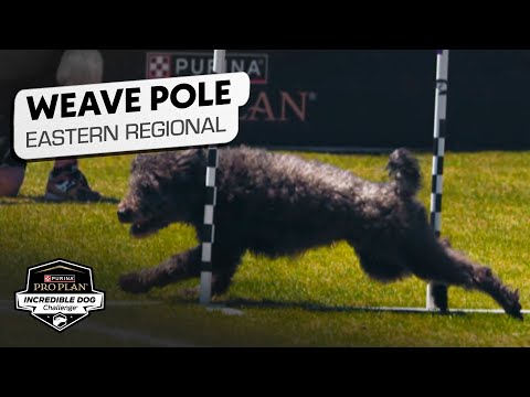 Incredible Dog Challenge 2025: Weave Pole Agility Competition Eastern Regional | NBC Sports
