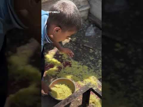 Palestinian child collects rice grains on the ground