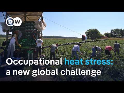 How extreme heat affects the health and productivity of workers | DW News