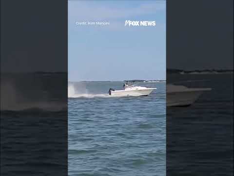 Whale collides with boat throwing passenger overboard #shorts #viral #news