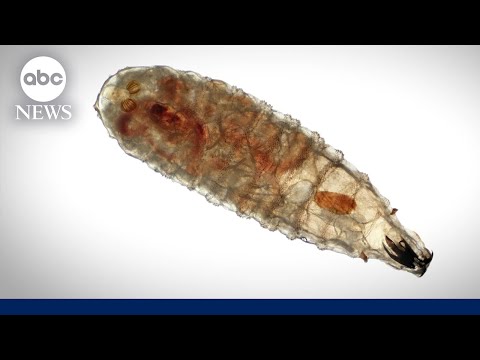 What to know about New World screwworm