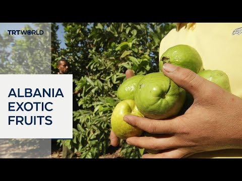 Albanian farmers adapt to changing climate with exotic fruits