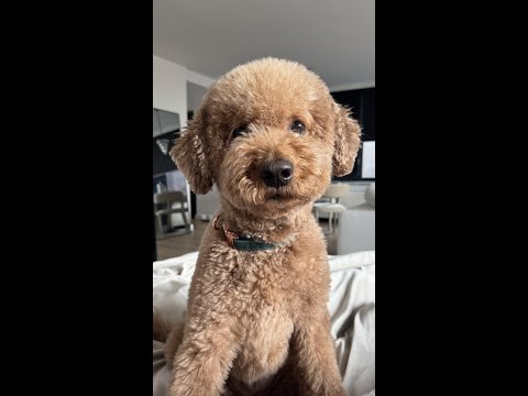 How Doodles Became a Billion-Dollar Industry #dog #shorts