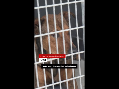LA shelters see increase in pets surrendered due to immigration raids