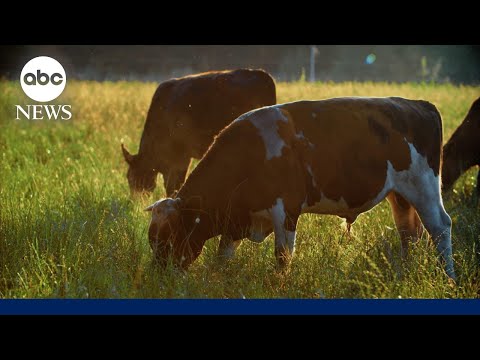 Head of cattlemen’s trade group on Trump’s plan to import Argentinian beef