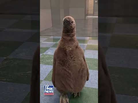 WATCH: Penguins take a weekend stroll
