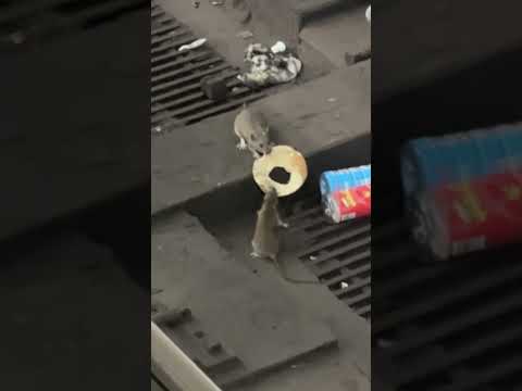 NYC Rats Caught Wrestling Over Bagel on Subway Tracks #shorts