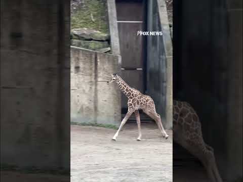 ZOOmies: Baby giraffe gallops alongside his mom and dad #shorts #usa #us #animal #cute #zoo