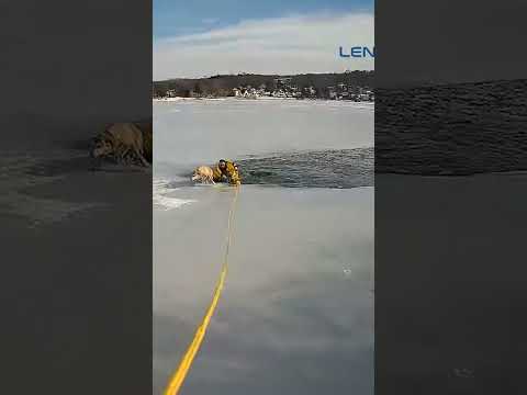 Hero Cop Saves Dog From Frozen Lake #shortsfeed