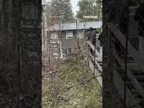 UN-BEAR-LIEAVABLE!: Tourists find themselves face-to-face with a grizzly bear #shorts #bear #tourist