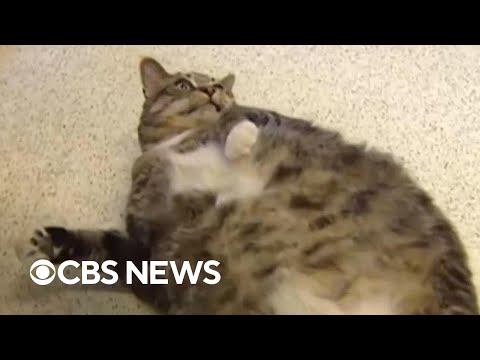 “Paw-zempic”: Could GLP-1 drugs work for obese cats?