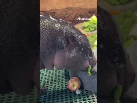 FROSTY THE SNOW-HIPPO eats icy treat filled with veggies #shorts #usa #cute #animals #snow #us