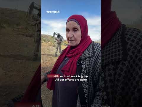 Israel bulldozes hundreds of olive trees in the occupied West Bank