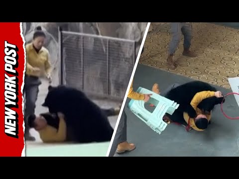 Shocking Moment Bear Attacks Handler at Chinese Safari Park