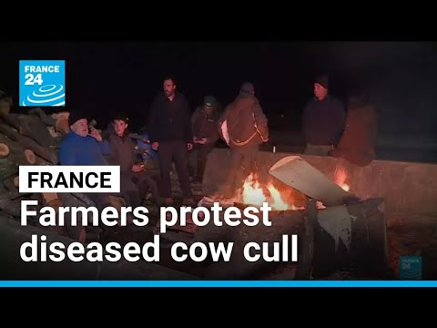 French farmers protest as veterinarians cull diseased cows • FRANCE 24 English