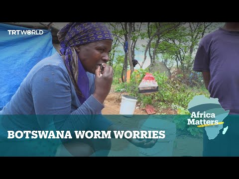 Africa Matters: Over-harvesting bites into Botswana’s mopane worms