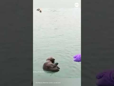 Otter pup reunited with mom after being stranded on beach