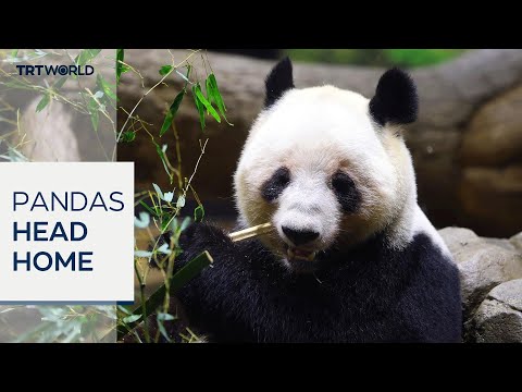Japan bids farewell to giant pandas as pair depart for China