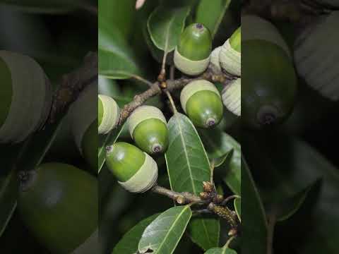 Bear for dinner | DW News