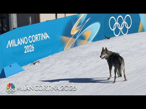 ‘Canine Calamity’: Dog races on cross-country skiing | Winter Olympics 2026 | NBC Sports
