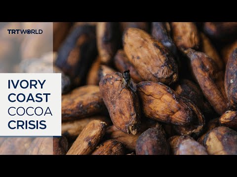 Falling demand leaves Ivorian cocoa without buyers