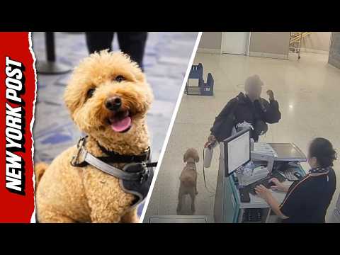 Traveler Arrested for Ditching 2-Year-Old Pup to Board Plane at Harry Reid International Airport