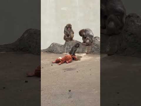 Massive Crowds Rush to See Heartwarming Punch the Monkey #shorts