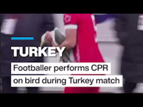 Turkey: CPR performed on seagull during a Turkish football match • FRANCE 24 English