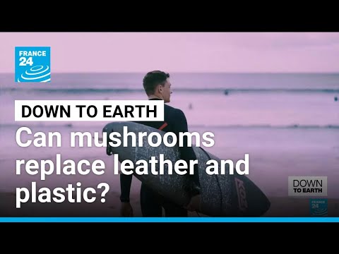 Can surfboards, handbags and coffins be made from mushrooms? • FRANCE 24 English