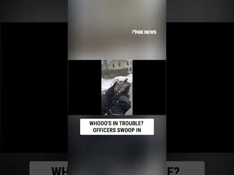 Whooo needed help? Syracuse owl saved!