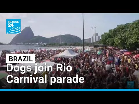 Brazil: Dogs join Rio Carnival parade • FRANCE 24 English