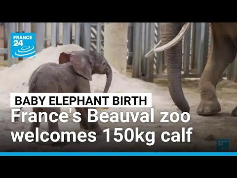 Baby elephant weighing 150 kilos born in French zoo, after delicate delivery • FRANCE 24 English