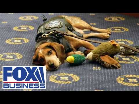 House Dems poop on the Republicans’ BOWOW Act