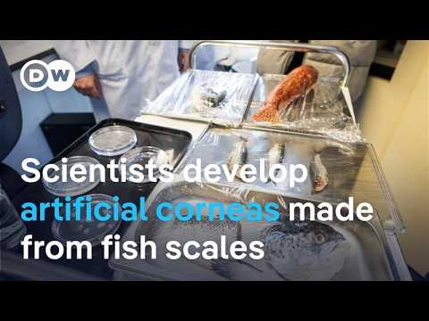 Scientists develop artificial corneas from fish scales | DW News