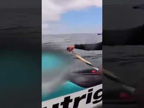 Wild Moment Sea Lion Hijacks Canoe During Race #shorts